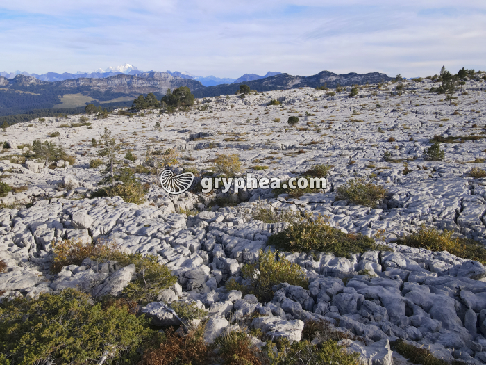 Parmelan - lapiaz 2023 - gryphea.org